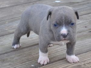  cachorros pit bull terrier americano
<br>
<br> cachorros pit bull terrier americano