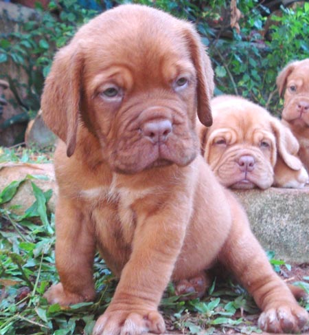  CACHORROS MASTIFF