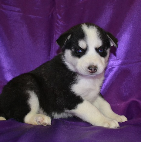 
Precio Siberian husky...........<strong>            $18,500.00  A  $22,000.00  (dependiendo del color)</strong> <br><br>


100% pura raza, registrados todos los papeles en regla se envian a cualquier parte de la Republica.<br><br> 

<li>Contrato de compraventa<br><br></li>


<li>Seguro de vida gratuito por escrito de 5 años que cubre muerte en caso de cuestiones virales</li>
<br><br>

<li>Garantía de Pureza Racial<br><br></li>

<li>Certificado de registro inicial que extiende la Federación Canófila Mexicana donde los cachorros se entregan con tatuaje y microchip</li>

