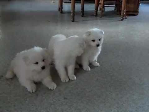 Hermosos cachorros samoyedo para la adopción