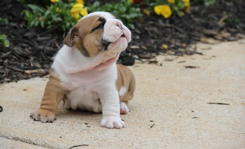 saludables cachorros bulldog inglés muy lindo para su aprobación