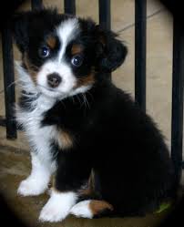 Precio Australian shepherd...........<strong>   $20,000.00  </strong> <br><br>


100% pura raza, registrados todos los papeles en regla se envian a cualquier parte de la Republica.<br><br> 

<li>Contrato de compraventa<br><br></li>


<li>Seguro de vida gratuito por escrito de 5 años que cubre muerte en caso de cuestiones virales</li>
<br><br>

<li>Garantía de Pureza Racial<br><br></li>

<li>Certificado de registro inicial que extiende la Federación Canófila Mexicana donde los cachorros se entregan con tatuaje y microchip</li>