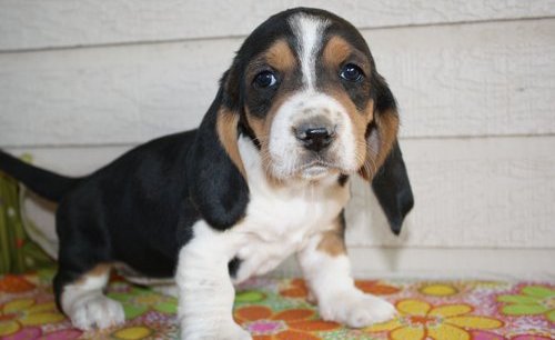 cachorros de Basset Hound