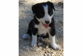 Border Collie cachorros