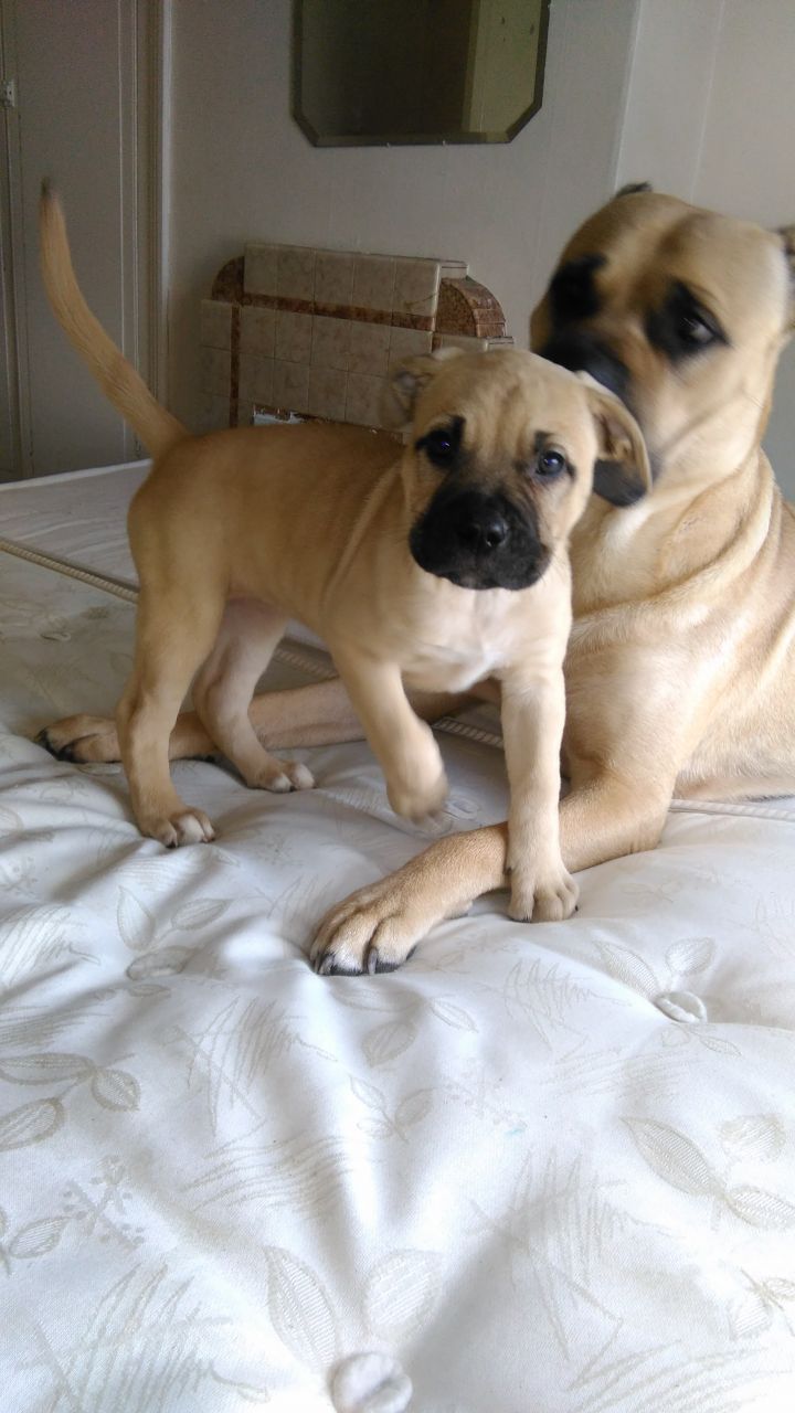 Bullmastiff cachorros