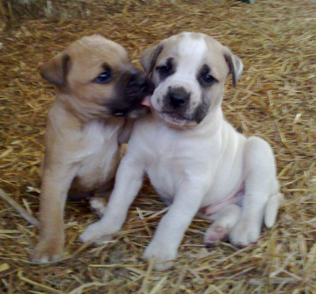 ALANO ESPANOL CACHORROS