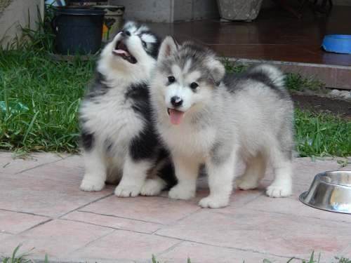 
Precio ALASKAN MALAMUTE...........<strong>$18,500.00</strong> <br><br>

100% pura raza, registrados todos los papeles en regla se envian a cualquier parte de la Republica.<br><br> 

<li>Contrato de compraventa<br><br></li>


<li>Seguro de vida gratuito por escrito de 5 años que cubre muerte en caso de cuestiones virales</li>
<br><br>

<li>Garantía de Pureza Racial<br><br></li>


<li>Certificado de registro inicial que extiende la Federación Canófila Mexicana donde los cachorros se entregan con tatuaje y microchip<br><br></li>

