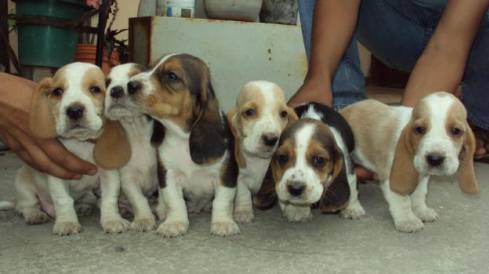 
Precio Basset hound...........<strong>$16,500.00</strong> <br><br>

100% pura raza, registrados todos los papeles en regla se envian a cualquier parte de la Republica.<br><br> 

<li>Contrato de compraventa<br><br></li>


<li>Seguro de vida gratuito por escrito de 5 años que cubre muerte en caso de cuestiones virales</li>
<br><br>

<li>Garantía de Pureza Racial<br><br></li>


<li>Certificado de registro inicial que extiende la Federación Canófila Mexicana donde los cachorros se entregan con tatuaje y microchip<br><br></li>

