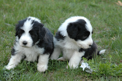 BEARDED COLLIE CACHORROS