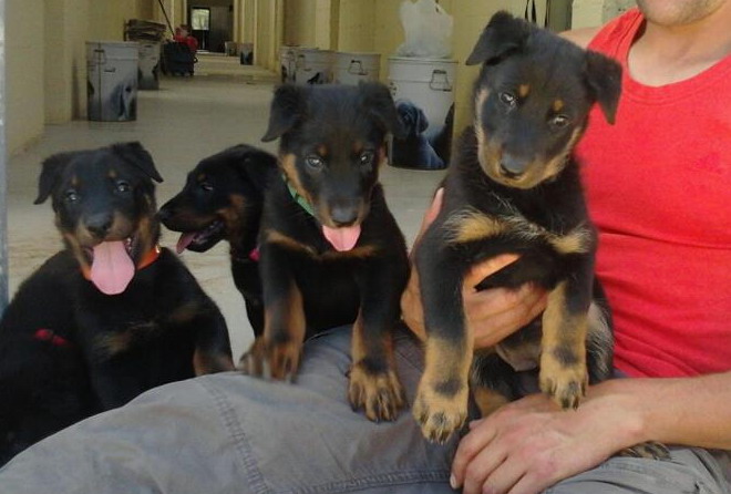 BEAUCERON CACHORROS