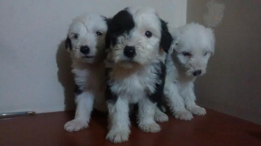 
Precio Bobtail...........<strong> $20,500.00</strong> <br><br>

100% pura raza, registrados todos los papeles en regla se envian a cualquier parte de la Republica.<br><br> 

<li>Contrato de compraventa<br><br></li>


<li>Seguro de vida gratuito por escrito de 5 años que cubre muerte en caso de cuestiones virales</li>
<br><br>

<li>Garantía de Pureza Racial<br><br></li>


<li>Certificado de registro inicial que extiende la Federación Canófila Mexicana donde los cachorros se entregan con tatuaje y microchip<br><br></li>

