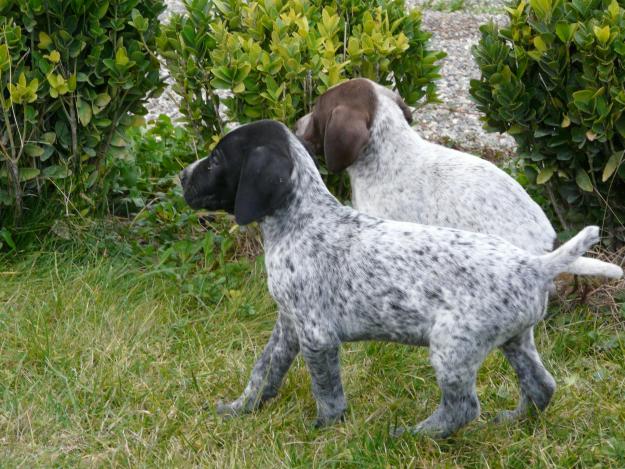 BRACO ALEMAN CACHORROS