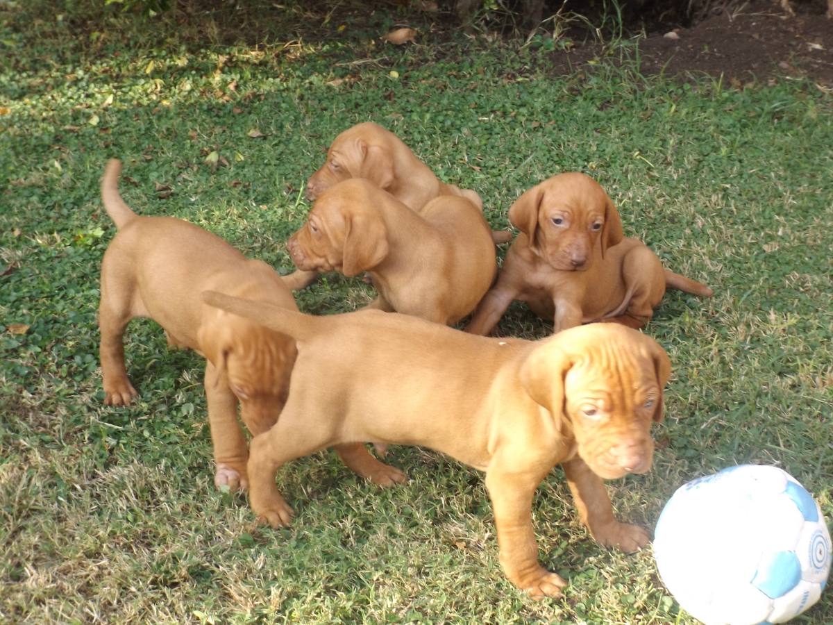 BRACO HUNGARO CACHORROS