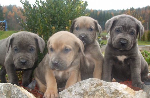 CACHORROS CANE CORSO