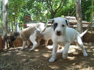 CACHORROS GALGO ESPANOL