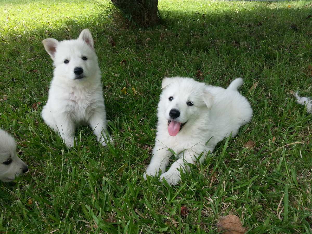 CACHORROS PASTOR BLANCO