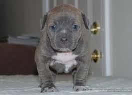 CACHORROS PITTBULL AMERICANO