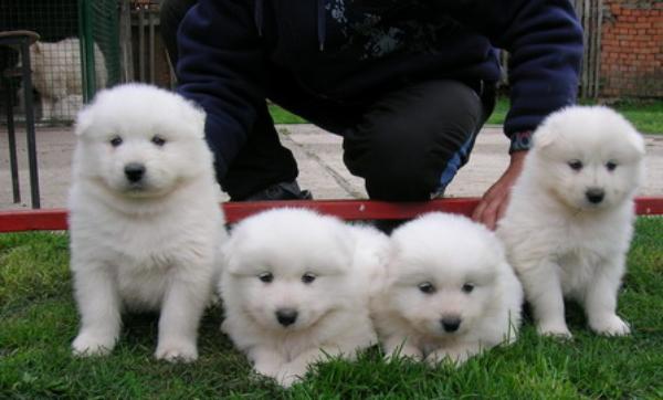 
Precio Samoyedo...........<strong>$35,000.00</strong> <br><br>


100% pura raza, registrados todos los papeles en regla se envian a cualquier parte de la Republica.<br><br> 

<li>Contrato de compraventa<br><br></li>


<li>Seguro de vida gratuito por escrito de 5 años que cubre muerte en caso de cuestiones virales</li>
<br><br>

<li>Garantía de Pureza Racial<br><br></li>

<li>Certificado de registro inicial que extiende la Federación Canófila Mexicana donde los cachorros se entregan con tatuaje y microchip</li>

