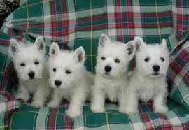 
Precio West highland white terrier...........<strong>$22,000.00</strong> <br><br>


100% pura raza, registrados todos los papeles en regla se envian a cualquier parte de la Republica.<br><br> 

<li>Contrato de compraventa<br><br></li>


<li>Seguro de vida gratuito por escrito de 5 años que cubre muerte en caso de cuestiones virales</li>
<br><br>

<li>Garantía de Pureza Racial<br><br></li>

<li>Certificado de registro inicial que extiende la Federación Canófila Mexicana donde los cachorros se entregan con tatuaje y microchip</li>

