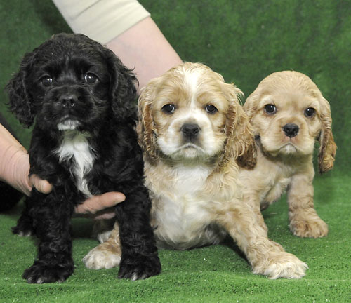 COCKER SPANIEL AMERICANO CACHORROS