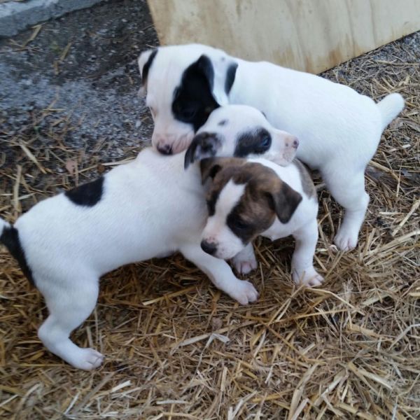 Hermosos cachorros jACK rUSSELL para adopcion libre