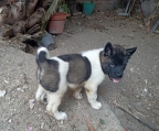 Se venden hermosos cachorros,  akita americano, son muy interesantes, guardianes y muy niñeros. Está desparasitados y vacunados acordes a su edad. Tienen dos meses. Pregunté sin ningún compromiso, puedes venir a verlos. 7771415059