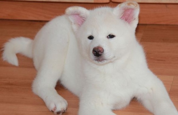 Hermosa y cariñosa Akita Inu cachorros para regalo