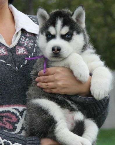 
Precio Siberian husky...........<strong>            $18,500.00  A  $22,000.00  (dependiendo del color)</strong> <br><br>


100% pura raza, registrados todos los papeles en regla se envian a cualquier parte de la Republica.<br><br> 

<li>Contrato de compraventa<br><br></li>


<li>Seguro de vida gratuito por escrito de 5 años que cubre muerte en caso de cuestiones virales</li>
<br><br>

<li>Garantía de Pureza Racial<br><br></li>

<li>Certificado de registro inicial que extiende la Federación Canófila Mexicana donde los cachorros se entregan con tatuaje y microchip</li>

