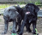 Hermosos cachorros de Cane Corso y Doberman europeos disponibles. Envíanos un mensaje de texto o llámanos al Whatsapp:+1 612-468-0532 para obtener más información. Tanto AKC como ICCF / FCI registrados, grandes temperamentos y genes, múltiples campeones en el linaje, los precios comienzan en $900.Contáctenos para más información.