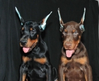 ¡Llegaron los cachorros Dobermann Europeos! Nacidos el 25 de marzo hay hembras y machos disponibles. Los padres son de raza pura, pero son mascotas de la familia. Ahora disponible Más fotos por venir. 1000 cada uno Puedo enviar fotos de cachorros y de los padres. WhatsAaa:+1 612-468-0532