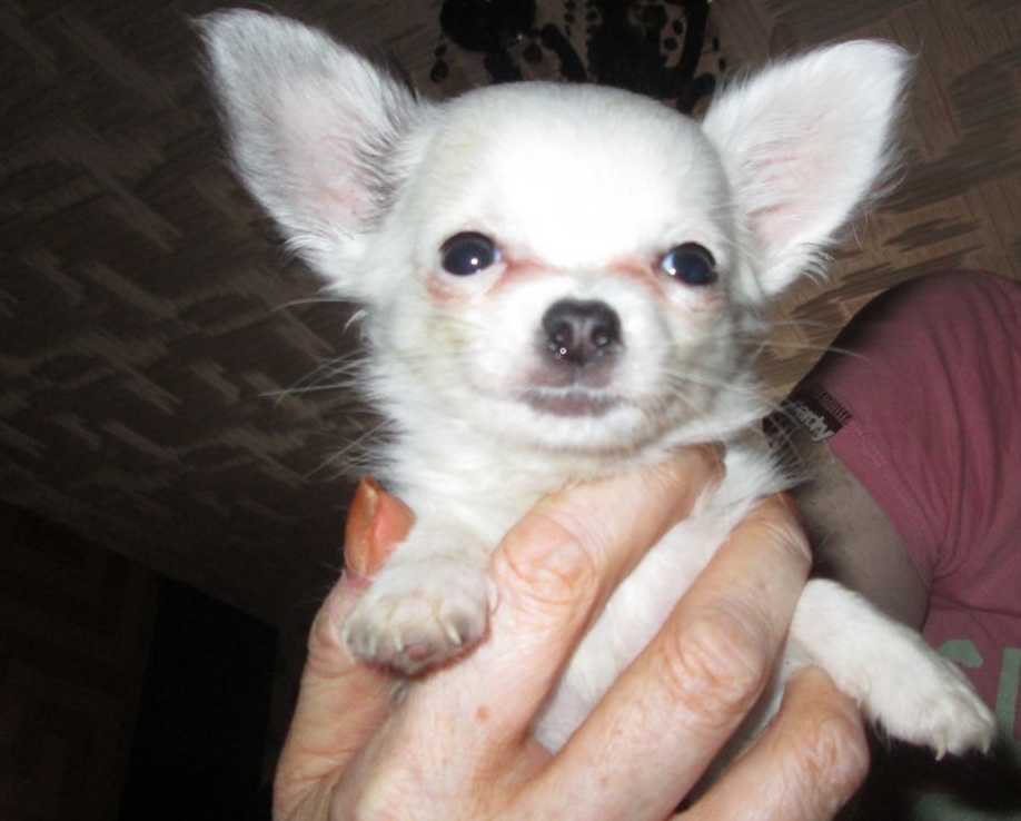 
Precio Chihuahua...........<strong>     $16,500.00  A   $20,000.00    (dependiendo del tamaño y color)</strong> <br><br>


100% pura raza, registrados todos los papeles en regla se envian a cualquier parte de la Republica.<br><br> 

<li>Contrato de compraventa<br><br></li>


<li>Seguro de vida gratuito por escrito de 5 años que cubre muerte en caso de cuestiones virales</li>
<br><br>

<li>Garantía de Pureza Racial<br><br></li>

<li>Certificado de registro inicial que extiende la Federación Canófila Mexicana donde los cachorros se entregan con tatuaje y microchip</li>

