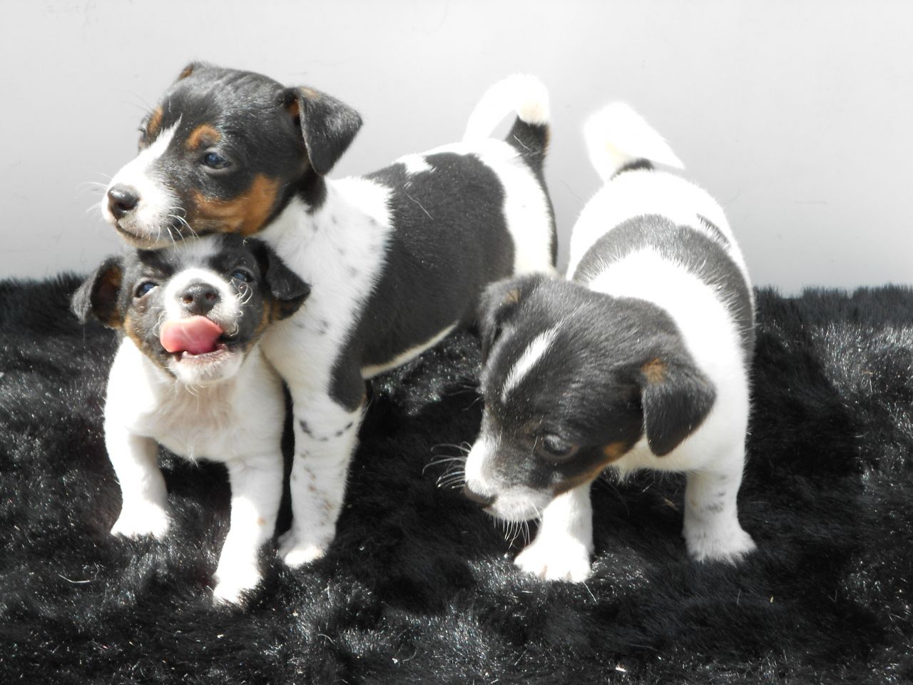 ,Cachorros Jack Russell