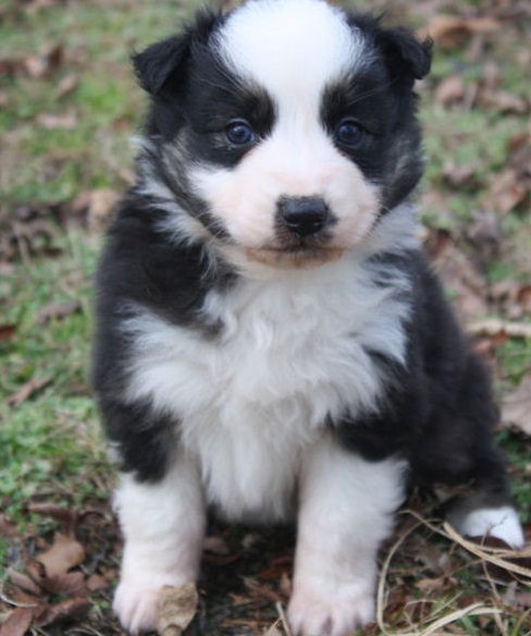 Precio Australian shepherd...........<strong>   $20,000.00  </strong> <br><br>


100% pura raza, registrados todos los papeles en regla se envian a cualquier parte de la Republica.<br><br> 

<li>Contrato de compraventa<br><br></li>


<li>Seguro de vida gratuito por escrito de 5 años que cubre muerte en caso de cuestiones virales</li>
<br><br>

<li>Garantía de Pureza Racial<br><br></li>

<li>Certificado de registro inicial que extiende la Federación Canófila Mexicana donde los cachorros se entregan con tatuaje y microchip</li>