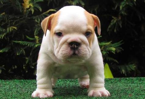 ,Fantásticos cachorros bulldog Inglés