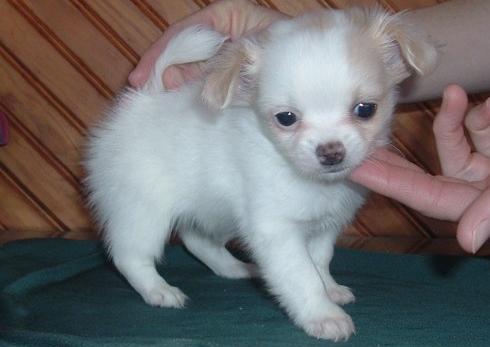 ,Blanco y negro Chihuahua cachorros