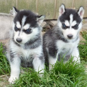 
Precio Siberian husky...........<strong>            $18,500.00  A  $22,000.00  (dependiendo del color)</strong> <br><br>


100% pura raza, registrados todos los papeles en regla se envian a cualquier parte de la Republica.<br><br> 

<li>Contrato de compraventa<br><br></li>


<li>Seguro de vida gratuito por escrito de 5 años que cubre muerte en caso de cuestiones virales</li>
<br><br>

<li>Garantía de Pureza Racial<br><br></li>

<li>Certificado de registro inicial que extiende la Federación Canófila Mexicana donde los cachorros se entregan con tatuaje y microchip</li>

