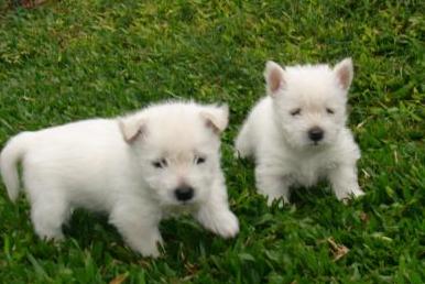 
Precio West highland white terrier...........<strong>$22,000.00</strong> <br><br>


100% pura raza, registrados todos los papeles en regla se envian a cualquier parte de la Republica.<br><br> 

<li>Contrato de compraventa<br><br></li>


<li>Seguro de vida gratuito por escrito de 5 años que cubre muerte en caso de cuestiones virales</li>
<br><br>

<li>Garantía de Pureza Racial<br><br></li>

<li>Certificado de registro inicial que extiende la Federación Canófila Mexicana donde los cachorros se entregan con tatuaje y microchip</li>

