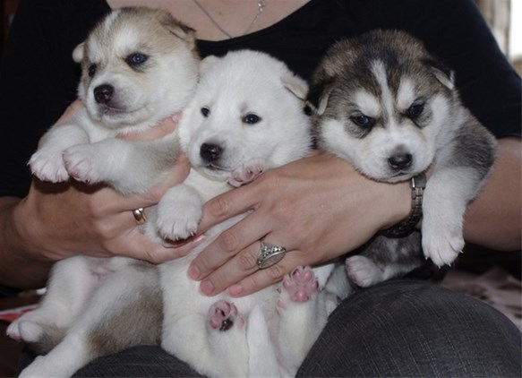 
Precio Siberian husky...........<strong>            $18,500.00  A  $22,000.00  (dependiendo del color)</strong> <br><br>


100% pura raza, registrados todos los papeles en regla se envian a cualquier parte de la Republica.<br><br> 

<li>Contrato de compraventa<br><br></li>


<li>Seguro de vida gratuito por escrito de 5 años que cubre muerte en caso de cuestiones virales</li>
<br><br>

<li>Garantía de Pureza Racial<br><br></li>

<li>Certificado de registro inicial que extiende la Federación Canófila Mexicana donde los cachorros se entregan con tatuaje y microchip</li>


