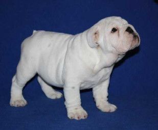 
Precio Bulldog...........<strong>   $35,000.00  A   $60,000.00    (dependiendo la calidad)</strong> <br><br>


100% pura raza, registrados todos los papeles en regla se envian a cualquier parte de la Republica.<br><br> 

<li>Contrato de compraventa<br><br></li>


<li>Seguro de vida gratuito por escrito de 5 años que cubre muerte en caso de cuestiones virales</li>
<br><br>

<li>Garantía de Pureza Racial<br><br></li>

<li>Certificado de registro inicial que extiende la Federación Canófila Mexicana donde los cachorros se entregan con tatuaje y microchip</li>

