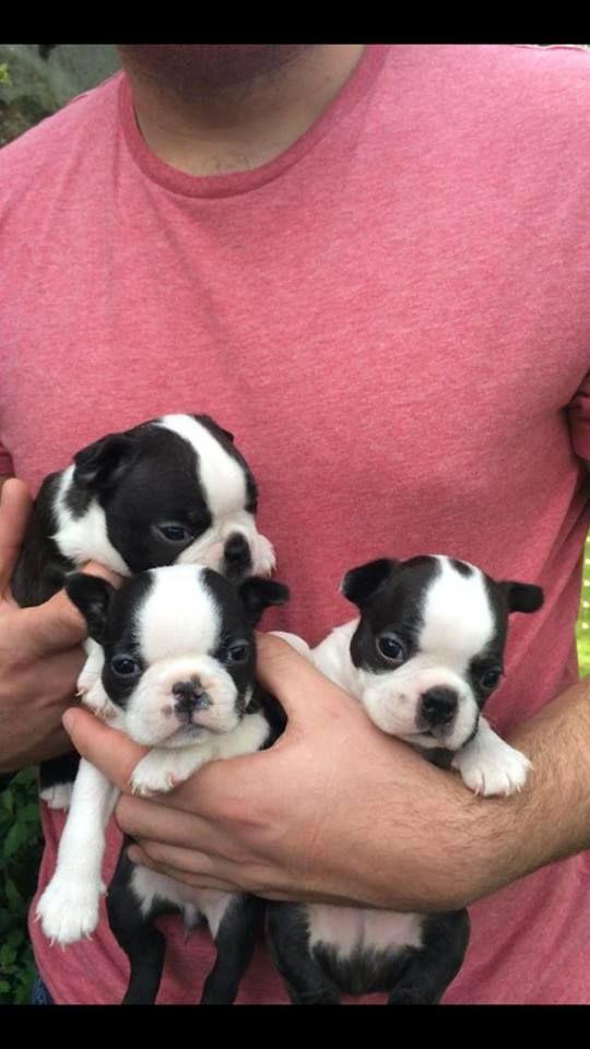 AKC-Boston Terrier Cachorros - Los varones y las hembras