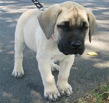 Burdeos bullmastiff (bullmastiff alias francés). Madre es 100% bullmastiff con papeles y el padre es 100%
<br>perro de Bordeaux (mastín francés alias) con papeles también para hacer esta raza bullmastiff diseñador francés. Ambos
<br>los padres son perros de la familia que hacen
<br>muy bien en torno a un montón de niños. No hay problemas de salud, desparasitación preventiva hecho y 11 semanas disparos serán
<br>hecho antes de la venta. Por favor correo electrónico para obtener más información