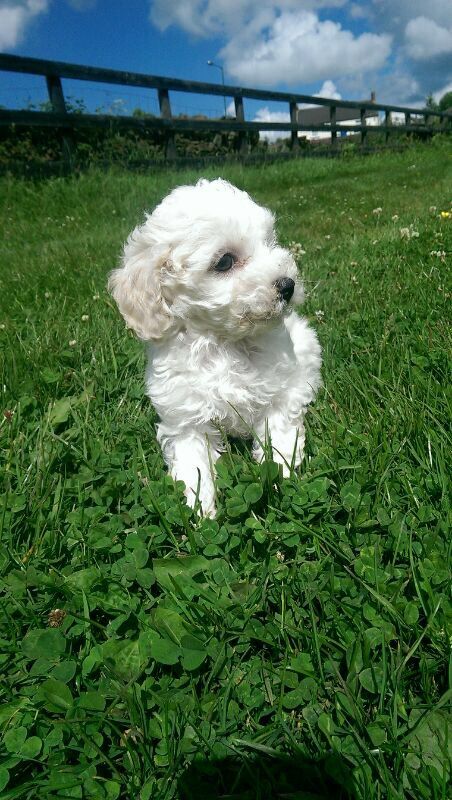 Bichón Frisé camada de cachorros