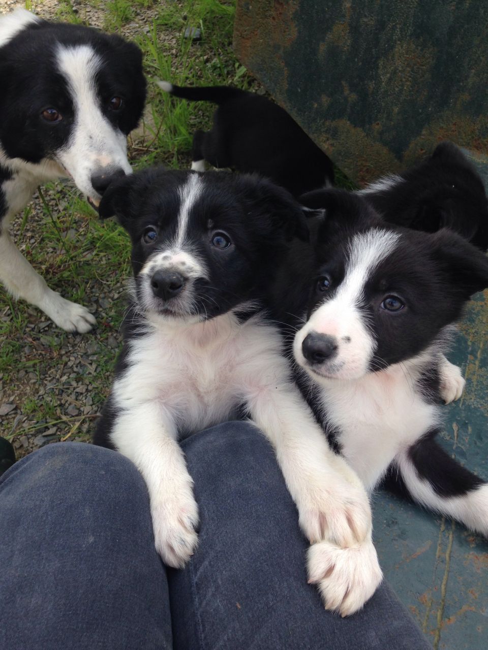 ,Negro / blanco cachorros Border Collie