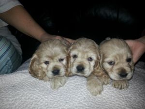 ,Cachorros cocker spaniel