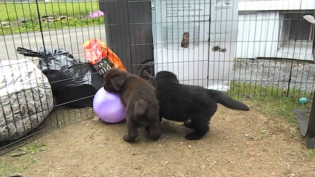 Tenemos dos nuevas camadas de cachorros. Uno de ellos es 11 semanas de edad con hombres y mujeres de raza negra y una hembra gris.
<br>Los otros también 11 semanas de edad semana de edad con hombres negros y mujeres.
<br>
<br>