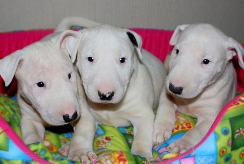 
Precio Bull Terrier...........<strong>    $18,000.00  A   $25,000.00    ( dependiendo tamaño y color)</strong> <br><br>


100% pura raza, registrados todos los papeles en regla se envian a cualquier parte de la Republica.<br><br> 

<li>Contrato de compraventa<br><br></li>


<li>Seguro de vida gratuito por escrito de 5 años que cubre muerte en caso de cuestiones virales</li>
<br><br>

<li>Garantía de Pureza Racial<br><br></li>

<li>Certificado de registro inicial que extiende la Federación Canófila Mexicana donde los cachorros se entregan con tatuaje y microchip</li>

