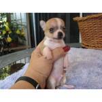 
Precio Chihuahua...........<strong>     $16,500.00  A   $20,000.00    (dependiendo del tamaño y color)</strong> <br><br>


100% pura raza, registrados todos los papeles en regla se envian a cualquier parte de la Republica.<br><br> 

<li>Contrato de compraventa<br><br></li>


<li>Seguro de vida gratuito por escrito de 5 años que cubre muerte en caso de cuestiones virales</li>
<br><br>

<li>Garantía de Pureza Racial<br><br></li>

<li>Certificado de registro inicial que extiende la Federación Canófila Mexicana donde los cachorros se entregan con tatuaje y microchip</li>

