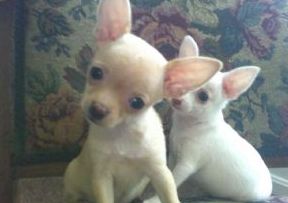 
Precio Chihuahua...........<strong>     $16,500.00  A   $20,000.00    (dependiendo del tamaño y color)</strong> <br><br>


100% pura raza, registrados todos los papeles en regla se envian a cualquier parte de la Republica.<br><br> 

<li>Contrato de compraventa<br><br></li>


<li>Seguro de vida gratuito por escrito de 5 años que cubre muerte en caso de cuestiones virales</li>
<br><br>

<li>Garantía de Pureza Racial<br><br></li>

<li>Certificado de registro inicial que extiende la Federación Canófila Mexicana donde los cachorros se entregan con tatuaje y microchip</li>

