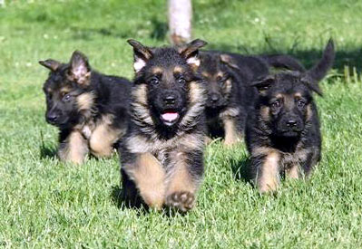  cachorros Pastor Aleman para adopcion