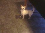 
Precio Chihuahua...........<strong>     $16,500.00  A   $20,000.00    (dependiendo del tamaño y color)</strong> <br><br>


100% pura raza, registrados todos los papeles en regla se envian a cualquier parte de la Republica.<br><br> 

<li>Contrato de compraventa<br><br></li>


<li>Seguro de vida gratuito por escrito de 5 años que cubre muerte en caso de cuestiones virales</li>
<br><br>

<li>Garantía de Pureza Racial<br><br></li>

<li>Certificado de registro inicial que extiende la Federación Canófila Mexicana donde los cachorros se entregan con tatuaje y microchip</li>

